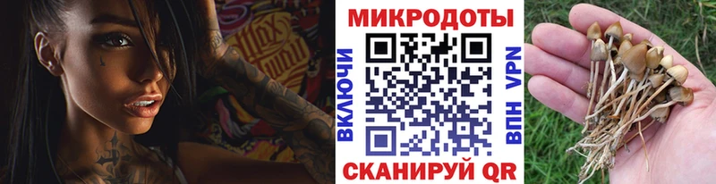 Псилоцибиновые грибы Psilocybe  МЕГА   Сосновоборск  как найти закладки 